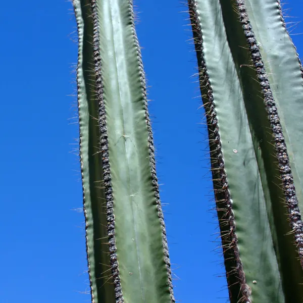 Kaktus Outback Australia – stockfoto