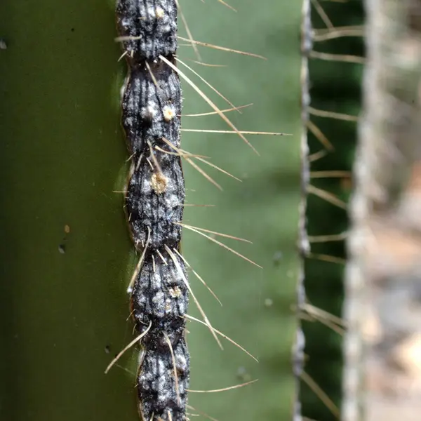 Kaktüs içinde the Outback, Avustralya — Stok fotoğraf