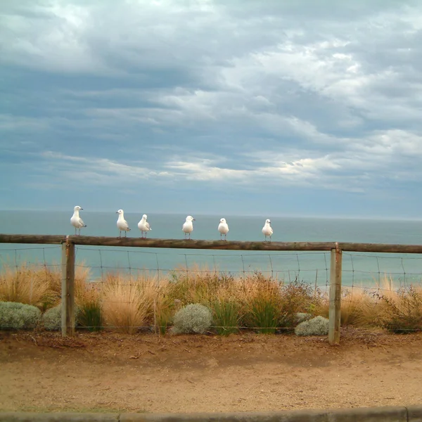 Torquay Australië Februari 2002 Uitzicht Torquay Beach — Stockfoto