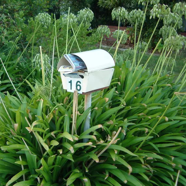 Mailbox surronded by aganthus africanus — Stock Photo, Image