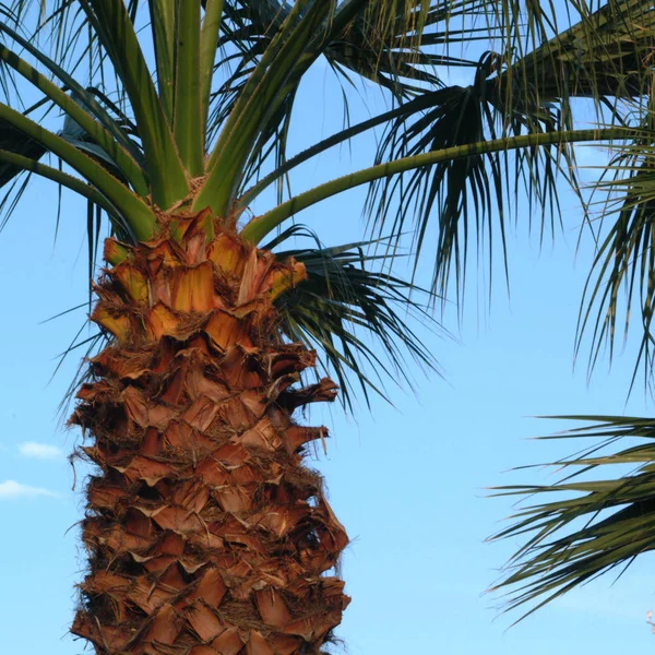 View Palm Bark — Stock Photo, Image