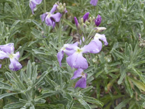 Matthiola Sinuata Fleurs Violettes Gros Plan — Photo