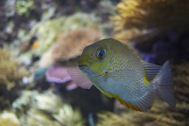 Kopenhag, Danimarka - 11 Ekim 2018 : Sarı Nokta tavşan balığı görünümü 