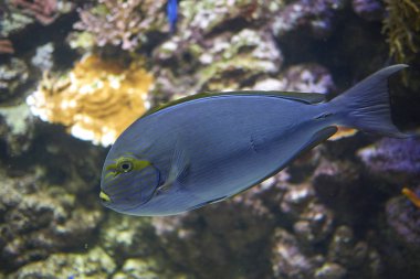Kopenhag, Danimarka - 11 Ekim 2018 : Acanthurus dussumieri görünümü