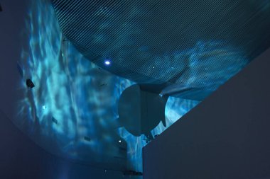 Kopenhag, Danimarka - 11 Ekim 2018 : Danimarka Ulusal Akvaryumu'ndaki köpekbalığı gölgesinin görüntüsü