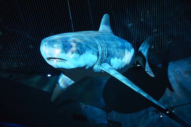 Kopenhag, Danimarka - 11 Ekim 2018 : Danimarka Ulusal Akvaryumu'ndaki köpekbalığı heykelinin görünümü