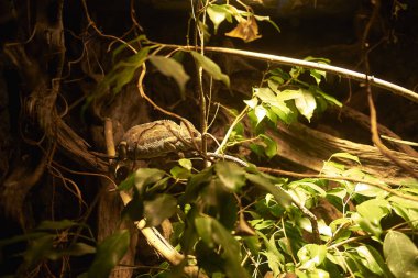 Kopenhag, Danimarka - 11 Ekim 2018 : Peçeli bukalemun görünümü