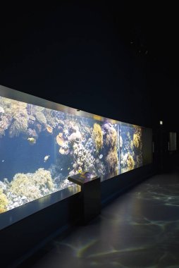 Kopenhag, Danimarka - 11 Ekim 2018 : Mercan resifi tanklarının görünümü Ulusal Akvaryum Danimarka