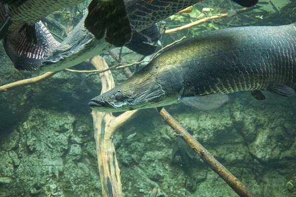 Kopenhag, Danimarka - 11 Ekim 2018 : Arapaima gigas balığının görünümü