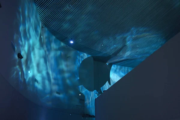 Kopenhag, Danimarka - 11 Ekim 2018 : Danimarka Ulusal Akvaryumu'ndaki köpekbalığı gölgesinin görüntüsü