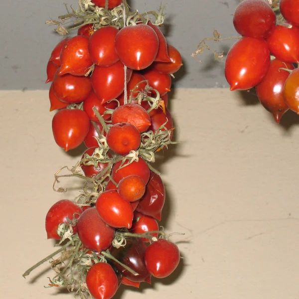 Спелые помидоры висят на потолке — стоковое фото