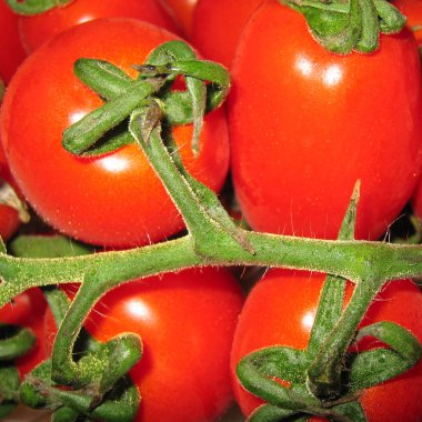 Bir dalı ile Olgun Domates