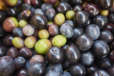 Bir sepet içinde olgun zeytin