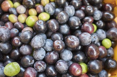 Bir sepet içinde olgun zeytin