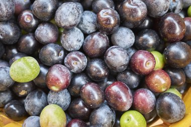 Bir sepet içinde olgun zeytin