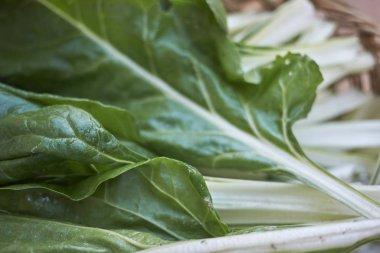 Ham Pazı yakın bırakır