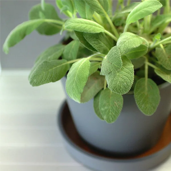 Bir saksı üzerinde adaçayı