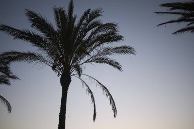 Ibiza gün batımında Palms