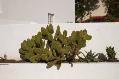 Opuntia bir bahçede, Ibiza