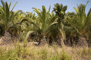 Palms bir bahçe manzarası