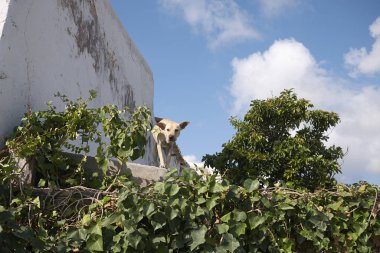 Ibiza, Balear Adaları, İspanya - 31 Ağustos 2015: Köpek 