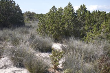 Formentera, İspanya - 01 Eylül 2016: Playa levante