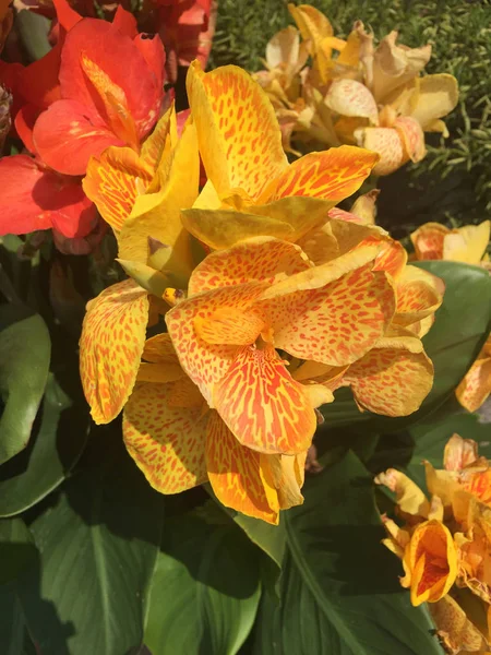 Canna Indica желтые цветы крупный план — стоковое фото