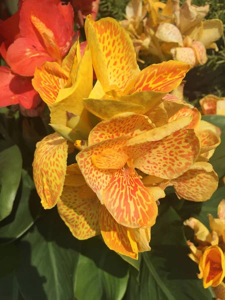 Canna Indica желтые цветы крупный план — стоковое фото
