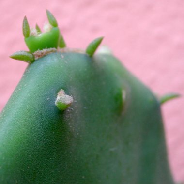 Opuntia görünümü detay bırakır