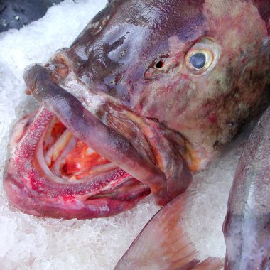 Lampedusa, İtalya - 02 Eylül 2002: Orgrouper