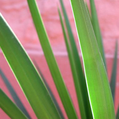 yucca bitki yaprakları ayrıntıları