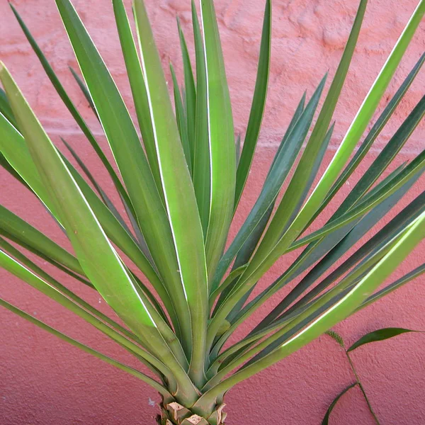 Blick auf Yucca lässt Details erkennen — Stockfoto