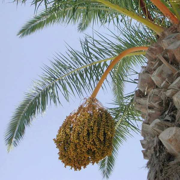 palm fruit hanging on the tree