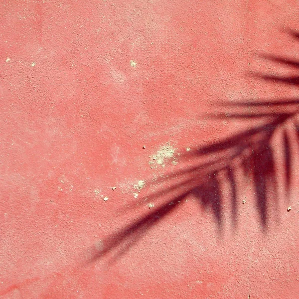 Palm schaduw op een roze muur — Stockfoto