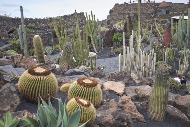 Lanzarote, Kanarya Adaları, İspanya - 20 Ağustos 2015 : Kaktüs bahçesi
