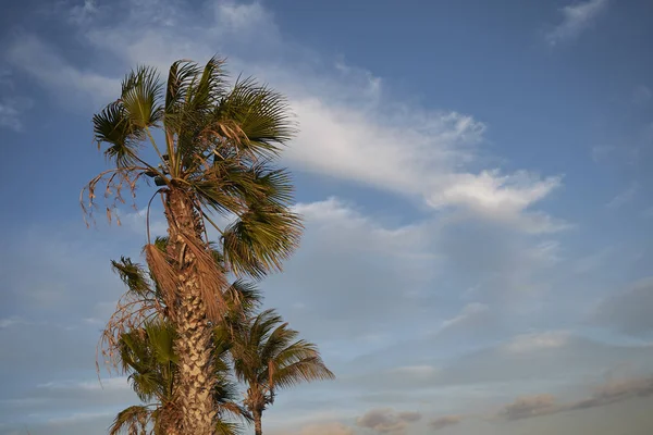 Lanzarote Spain August 2015 Palms — Stock Photo, Image
