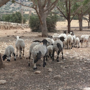 Tolemaide, Libya - 10 Mayıs 2002: koyun