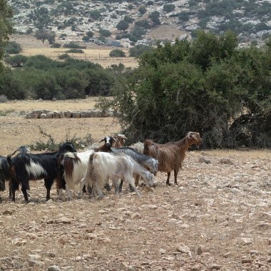 Tolemaide, Libya - 10 Mayıs 2002: Tolemaide'deki keçiler
