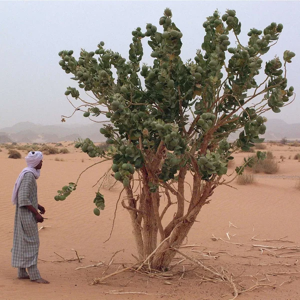 Έρημο Ουμπάρι Λιβύη Μαΐου 2002 Τουαρέγκ Κοντά Ένα Δέντρο Καλοκάπις — Φωτογραφία Αρχείου