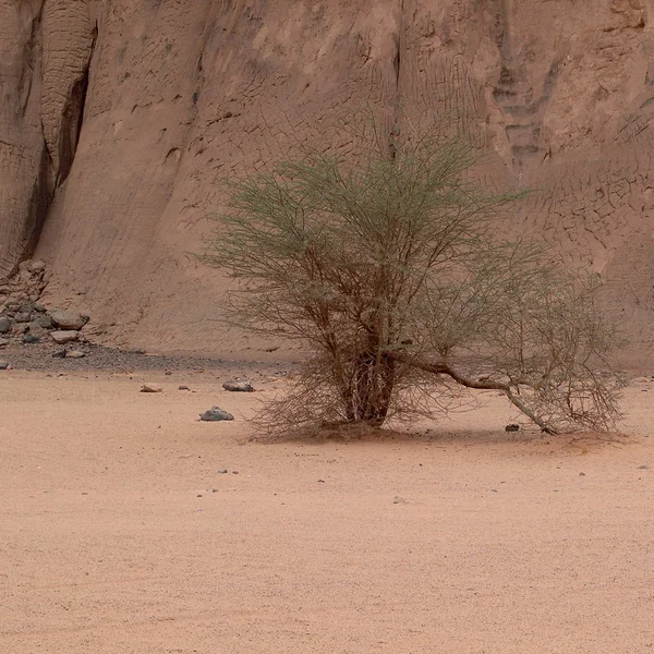 Ubari Desert Libië Mei 2002 Acacia Boom Ubari Woestijn — Stockfoto