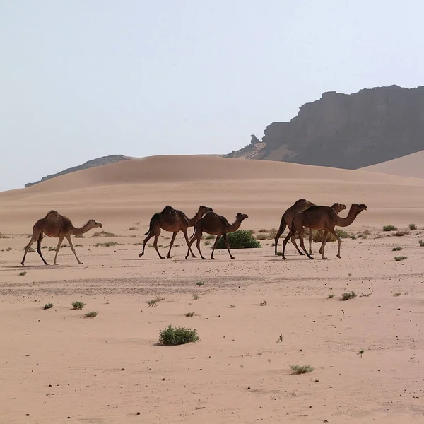 Έρημος Ουμπάρι Λιβύη Μαΐου 2002 Καμήλα — Φωτογραφία Αρχείου