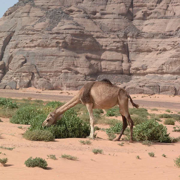 Пустыня Убари Ливия Май 2002 Верблюд — стоковое фото