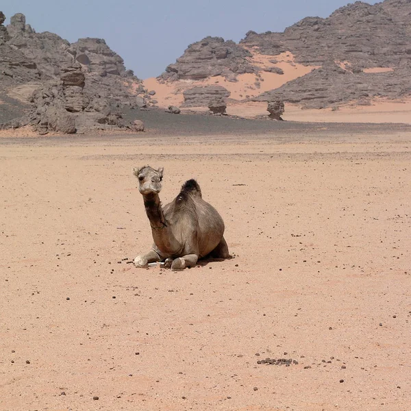 Ubari Desert Libyen Maj 2002 Kamel — Stockfoto