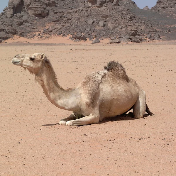 Белый Верблюд Пустыне Авбари — стоковое фото