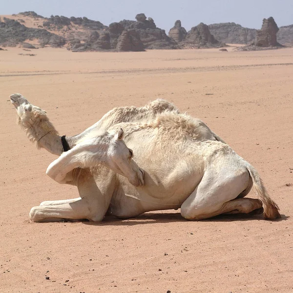 Пустыня Убари Ливия Май 2002 Верблюд — стоковое фото