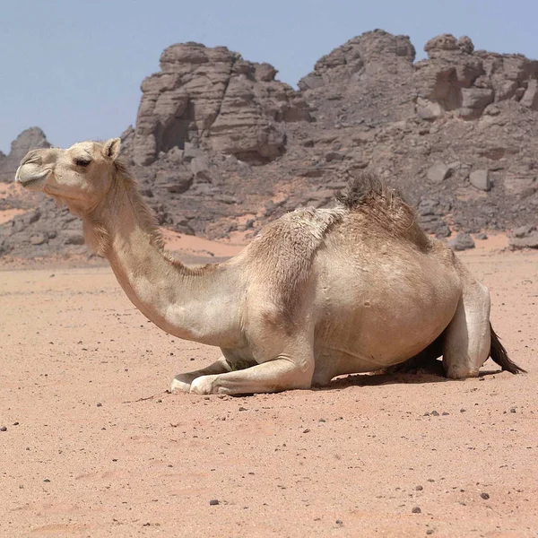 Белый Верблюд Пустыне Авбари — стоковое фото