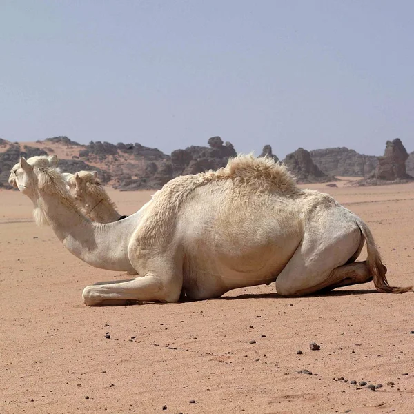 Ubari Desert Libya May 2002 Camel — Stock Photo, Image