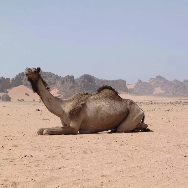 Ubari Desert Libië Mei 2002 Camel — Stockfoto