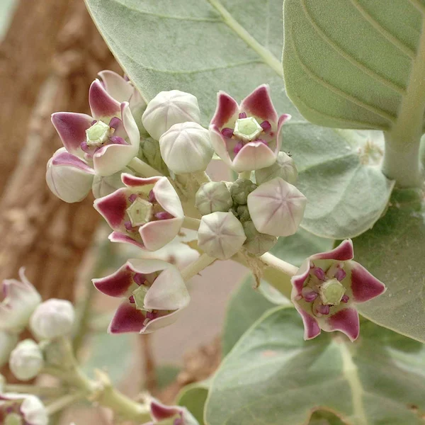 Calotropis Procera Inflorescenze Zbliżenie — Zdjęcie stockowe