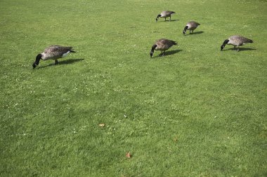 Londra'da bir bahçede Ördekler